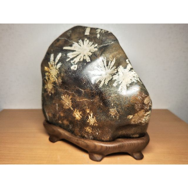 白菊 11.2kg 菊花石 菊紋石 紋石 花紋石 原石 鑑賞石 自然石 水石置石