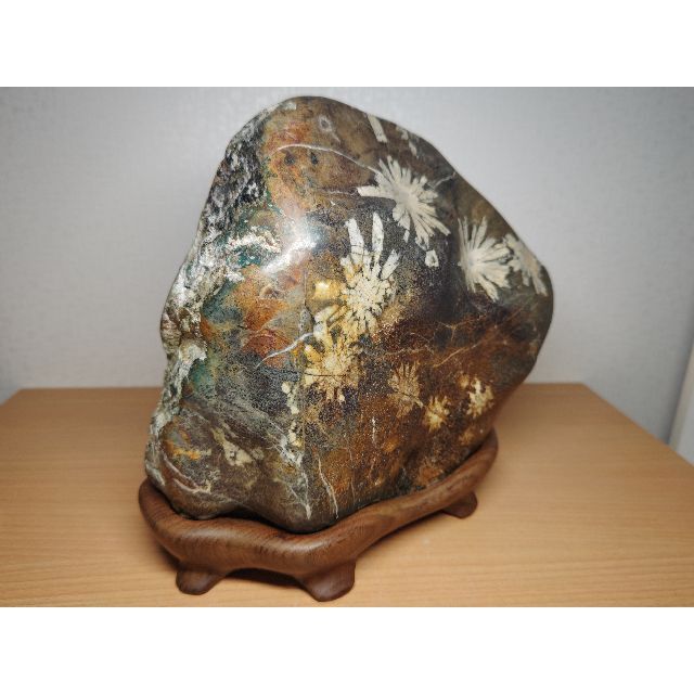 白菊 11.2kg 菊花石 菊紋石 紋石 花紋石 原石 鑑賞石 自然石 水石置石