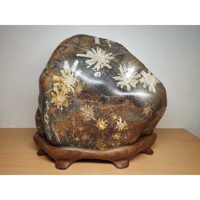 白菊 11.2kg 菊花石 菊紋石 紋石 花紋石 原石 鑑賞石 自然石 水石置石