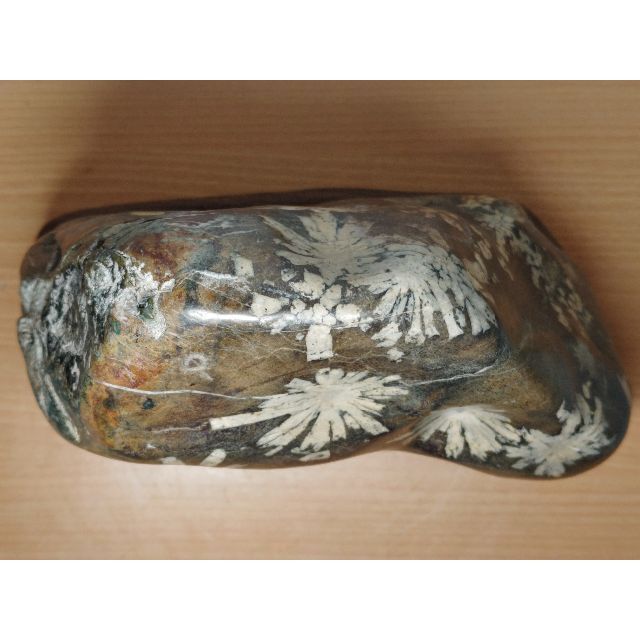 白菊 11.2kg 菊花石 菊紋石 紋石 花紋石 原石 鑑賞石 自然石 水石置石