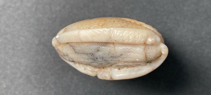 龍 寿山石 中国 印材 古 古玩 1点 天然石 印鑑 赤 石 白石 91.7g