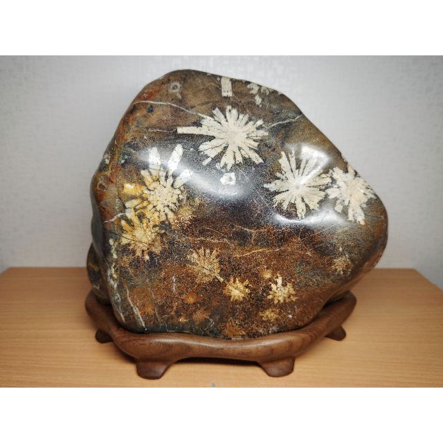 白菊 11.2kg 菊花石 菊紋石 紋石 花紋石 原石 鑑賞石 自然石 水石置石